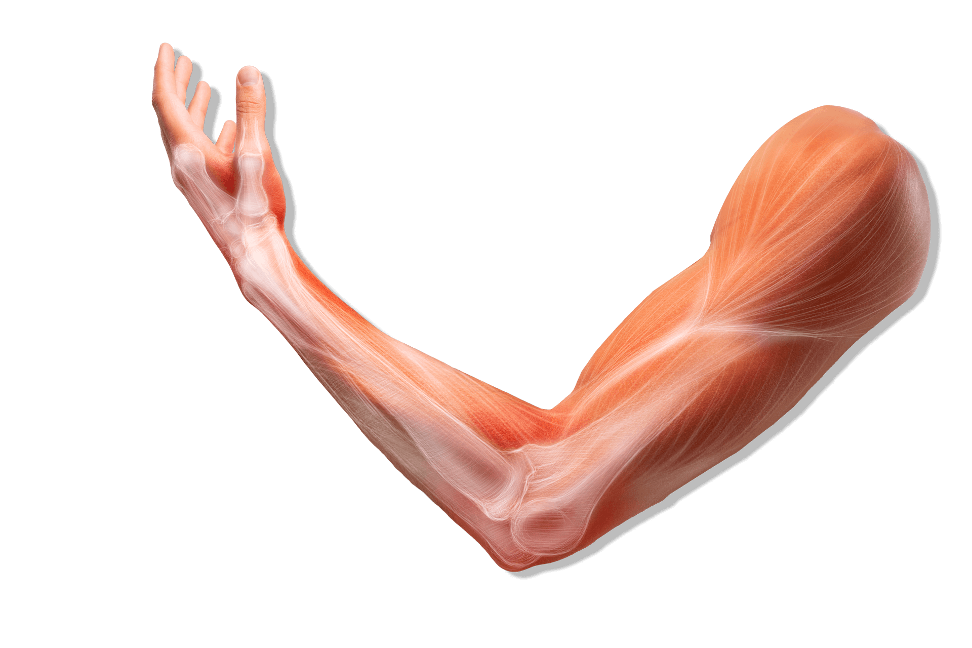 Shoulder, elbow, wrist, hand physiotherapy | Action Rehab Hand Therapy Clinic - Shoulder, Elbow, Wrist and Hand Physiotherapists