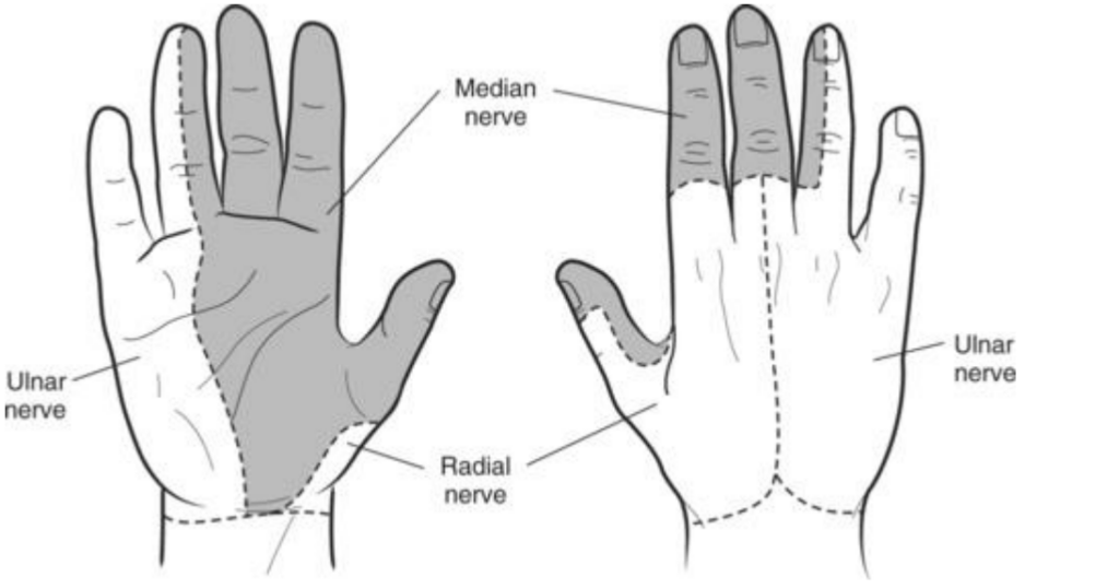 Cubtial Tunnel Syndrome & The Ulnar Nerve | Action Rehab Hand Therapy Clinic - Shoulder, Elbow, Wrist and Hand Physiotherapists